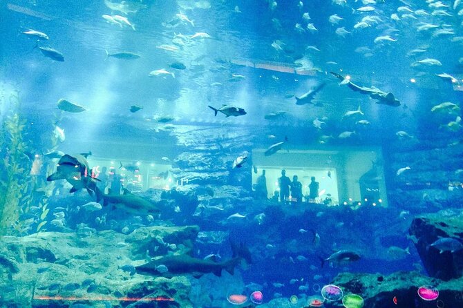 Lost Chamber Aquarium in Dubai - Booking Information