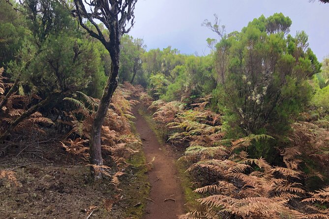 Madeira: Private Guided Walk Vereda Fanal PR13 - Trail Highlights
