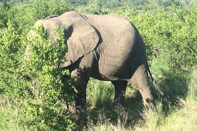 Madikwe Game Reserve South Africa Tour - Wildlife Encounters