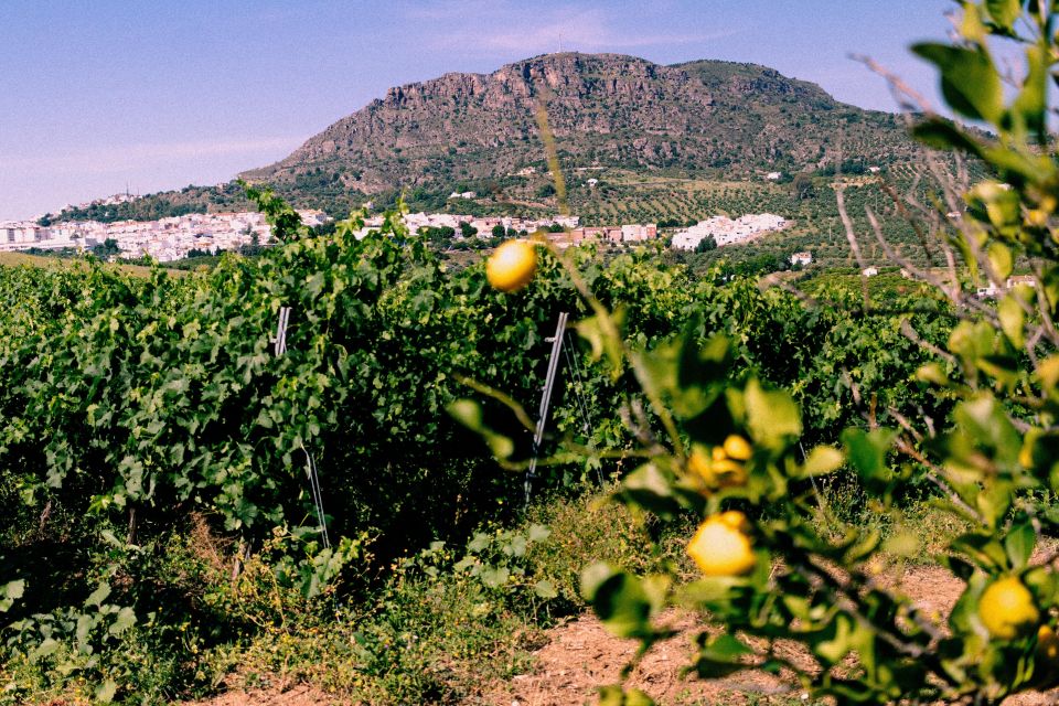 Malaga: Wine Tour White Town, Vineyard and Wine Tasting - Alora Exploration With Local Guide