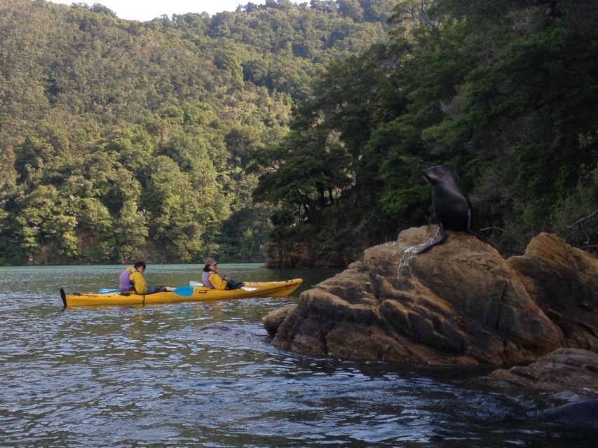 Marlborough Sounds: Full-Day Guided Kayak Tour With Lunch - Experience Highlights