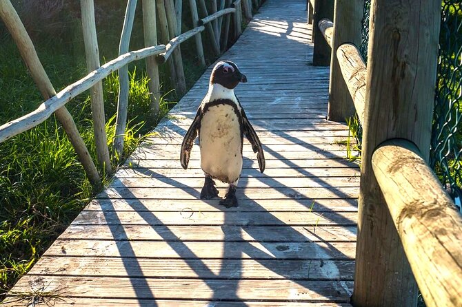 Meet the Penguins, Cape Town - Viator Operational Details