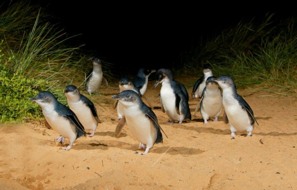 Melbourne: Phillip Island Penguins and Wildlife Sanctuary - Itinerary