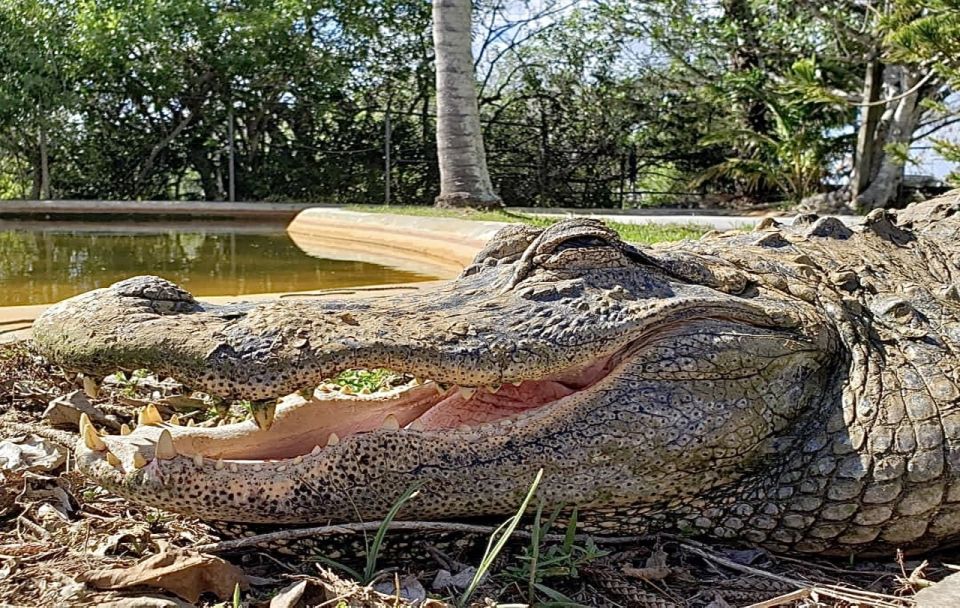 Miami: Original Everglades Airboat Tour & Alligator Exhibit - Customer Reviews