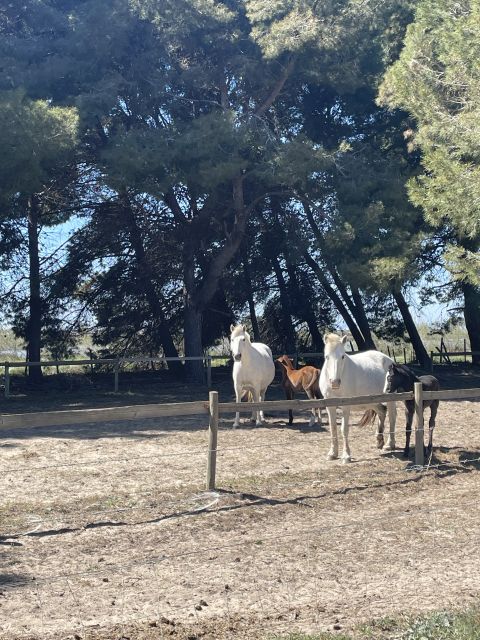 Montpellier: Guided Half-Day Trip to a Camargue Manade - Experience Highlights