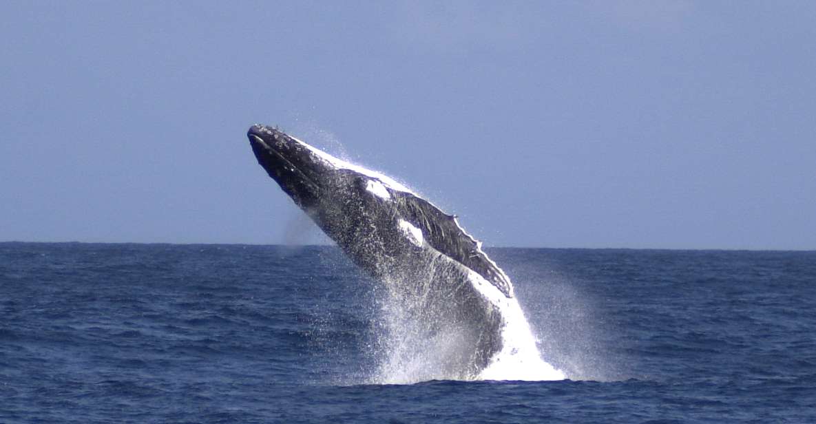 Moreton Island: Tangalooma Whale Watching & Dolphin Feeding - Important Information