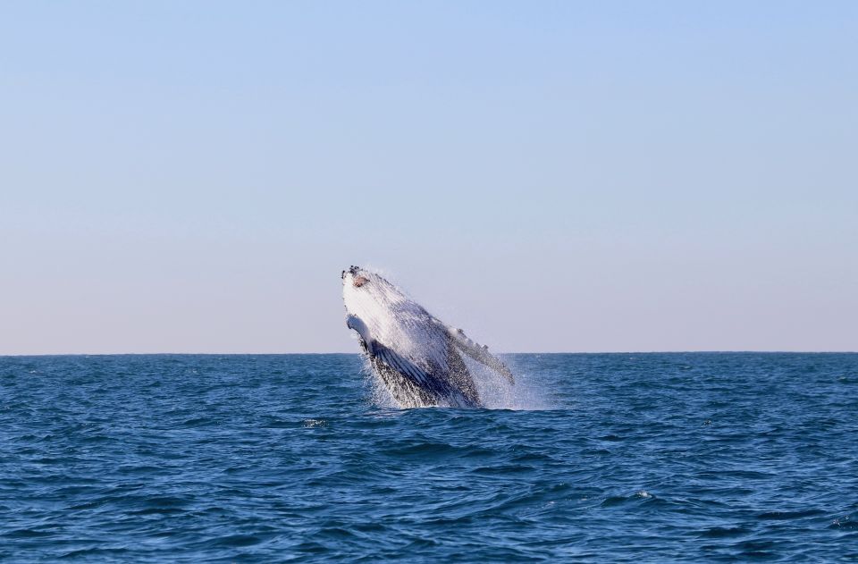 Newcastle: Small Group Humpback Whale Encounter Tour - Tour Itinerary