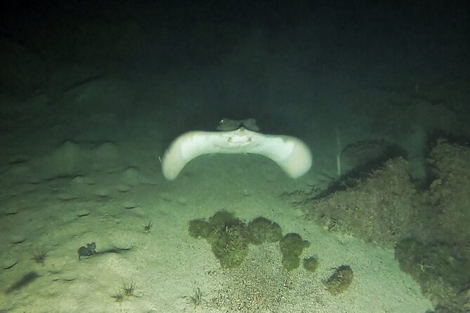 Night Snorkeling in Flamingo Beach Las Palmas - Meeting Point and Start Time