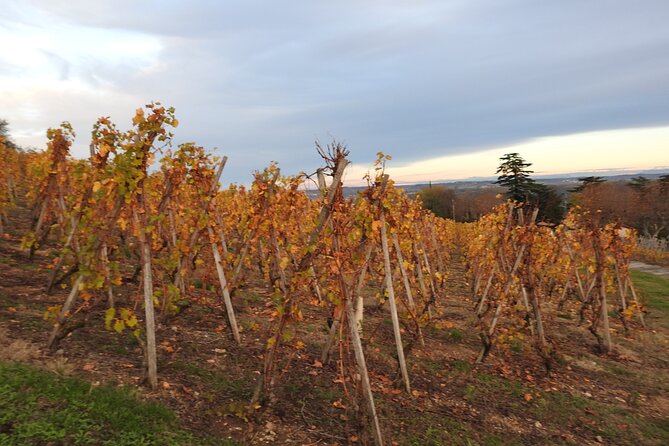 Northern Rhône Valley Day Tour With Wine Tasting From Lyon - Expert Guides and Hosts