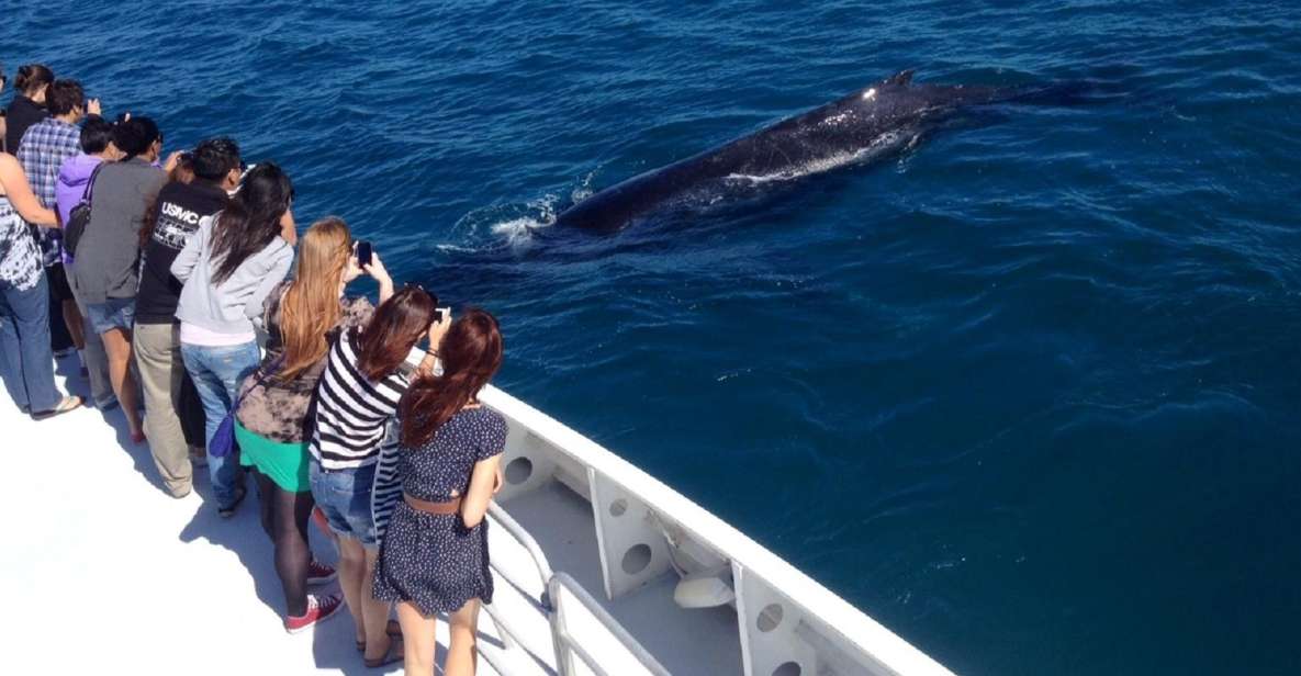 Perth: Whale Watching Cruise From Hillarys Boat Harbor - Experience Highlights