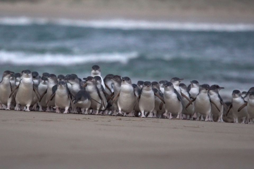 Phillip Island: Penguins and Wildlife Full-Day Tour - Tour Experience