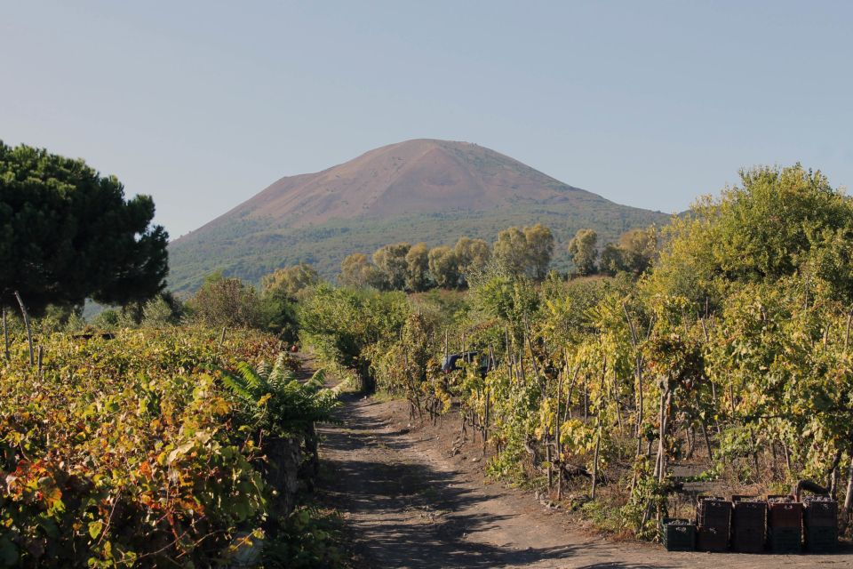 Pompeii Official Guide Private Tour and Vineyard Experience - Activity Highlights