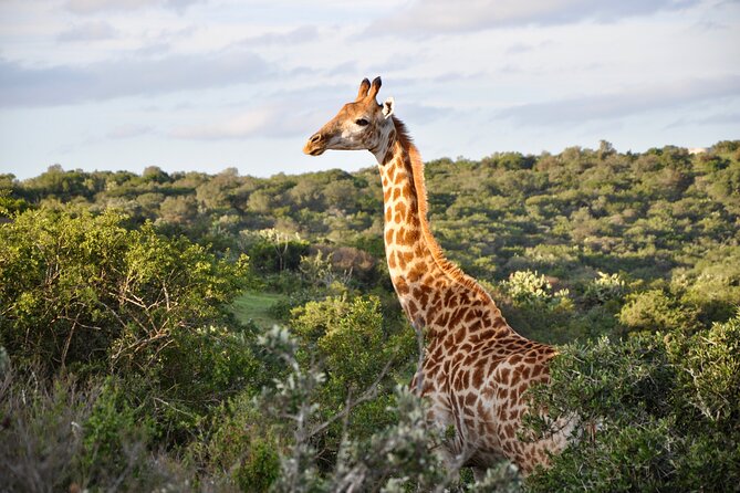 Port Elizabeth Safari and City Tour From Gqeberha - Itinerary