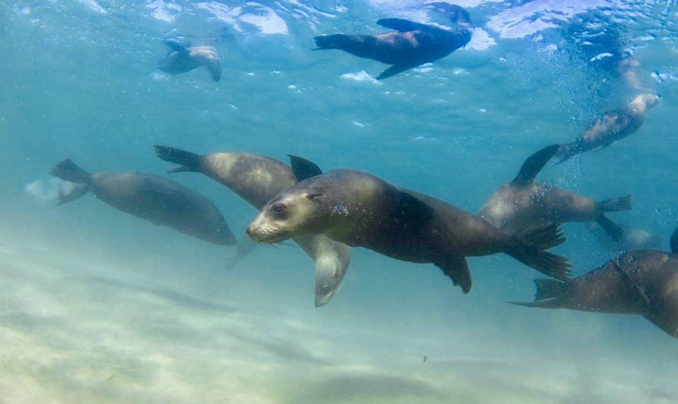 Port Phillip Bay: 2-Hour Seal Swim - Customer Reviews