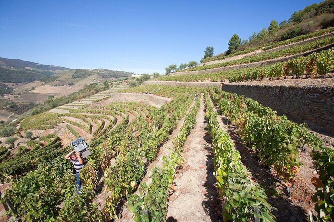 Premium Private Douro Tour: 2 Wineries With Tastings & Cruise - Winery Selection