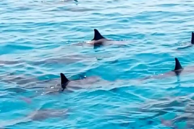 PRIVATE TOUR ! 4-Hours Swiming With Dolphins, Snorkeling, Island by Speed Boat - Minimum Travelers Requirement