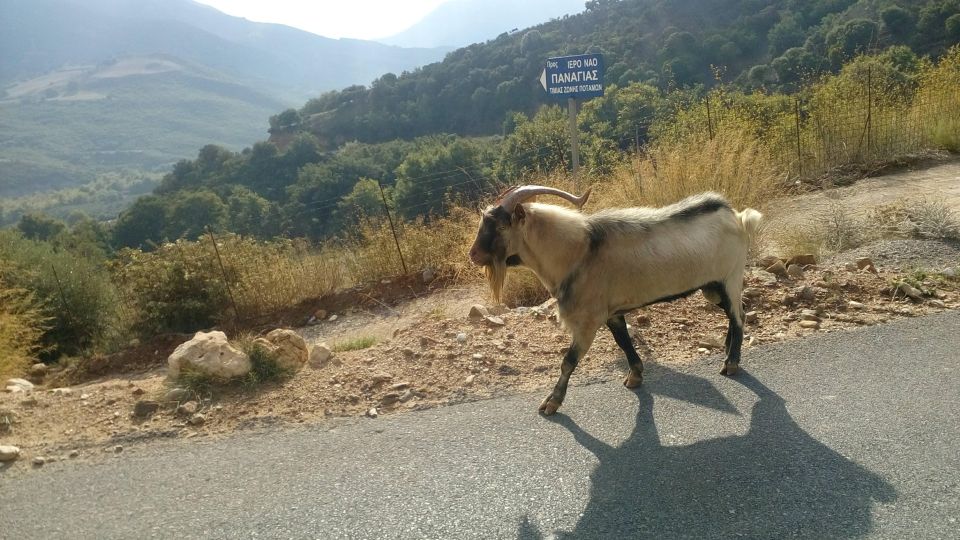 Private Tour Lasithi Zeus Cave Olive Oil Factory &Shepherd - Tour Description