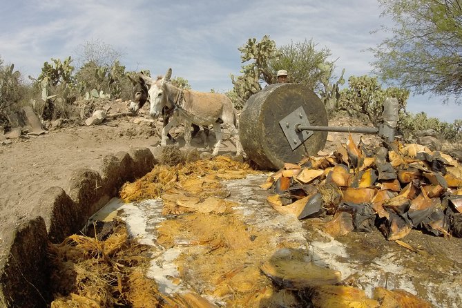 Private Tour of the Mezcal Route With Ancestral Drinks - Logistics and Cancellation Policy