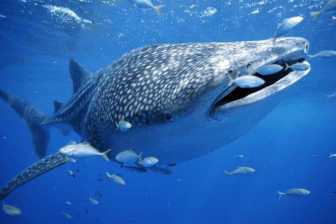 Private Whale Shark Ecofriendly Tour From Cancun - Booking Information