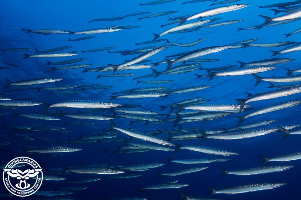 Radazul Beach : Diving Lesson - Location Information