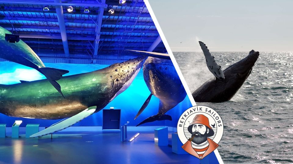 Reykjavik: Whale Watching Excursion & Whale Exhibition - Activity Highlights