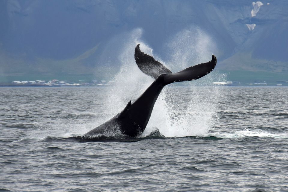 Reykjavik: Whale Watching Tour - Experience on Board