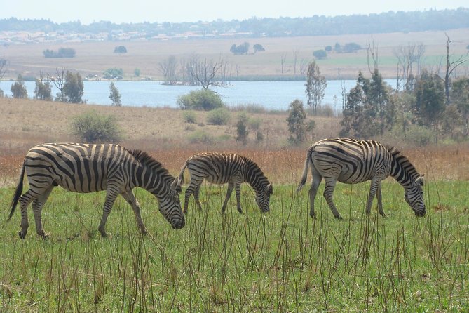 Rietvlei Nature Reserve Half-Day Tour From Johannesburg - Itinerary Overview