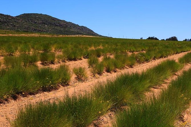 Rooibos Tea Plantation Private Tour and Tasting  - Western Cape - Inclusions and Offerings