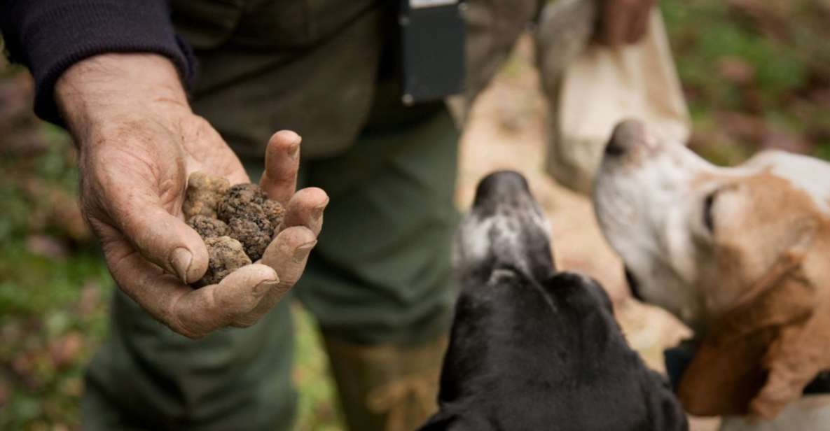 San Miniato: Truffle Hunting in The Tuscan Countryside - Activity Description