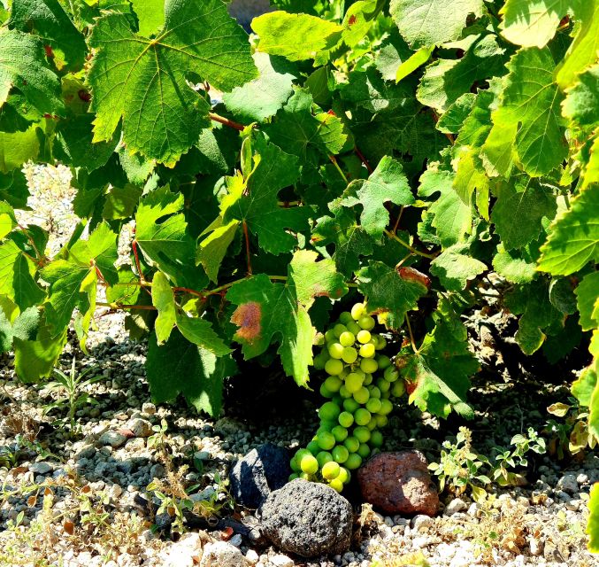 Santorini: Authentic Private Wine Tasting Tour - Wine Tasting Locations