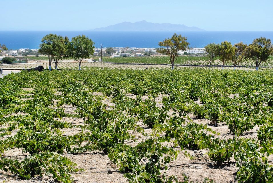 Santorini: Cooking Class With Wine Tasting - Key Points