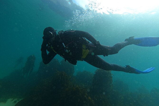 Scuba Diving Experience in Simonstown With an Expert - Cancellation Policy Details