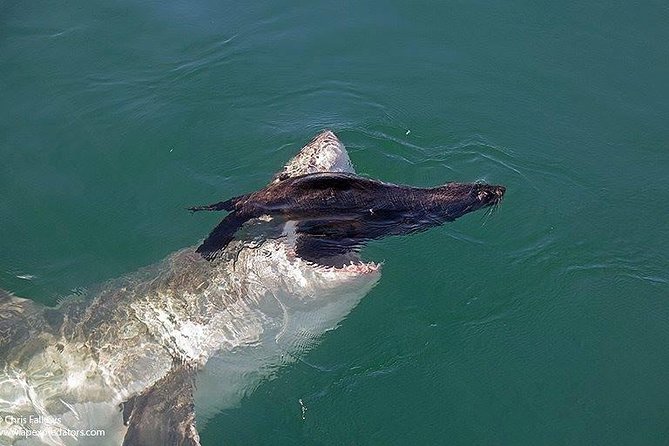 Shark Cage Diving & Viewing in False Bay - Shark Species & Marine Life