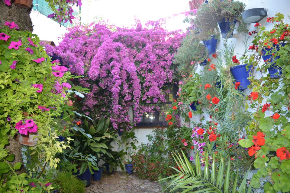 Sights, Sounds, and Scents of Córdobas Patios - Taking in Traditional Patio Culture