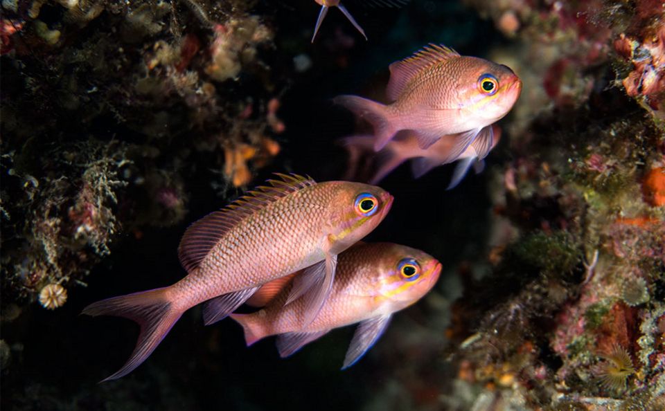 Snorkeling in the Bay of Ieranto - Instructor and Group Information