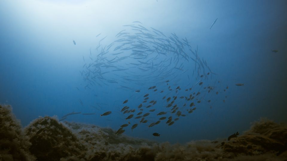 South Tenerife: Guided Snorkeling - Memorable Experiences and Testimonials