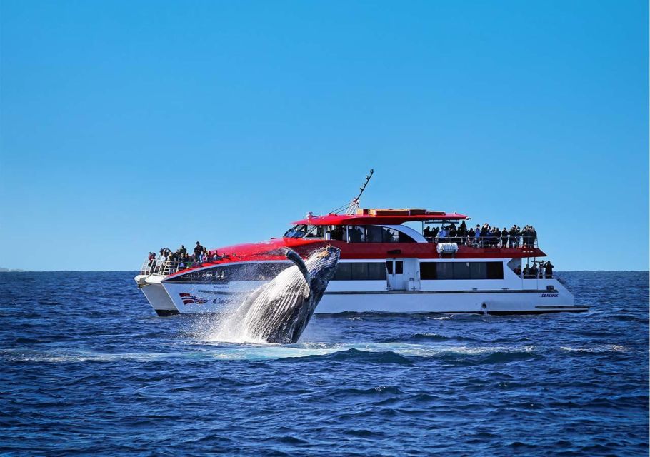 Sydney: Whale Watching Cruise - Inclusions and Meeting Point