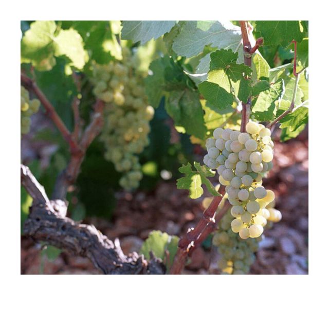 Tastes of Kefalonia: Visit Winery, Organic Farm, Olive Mill - Inclusions