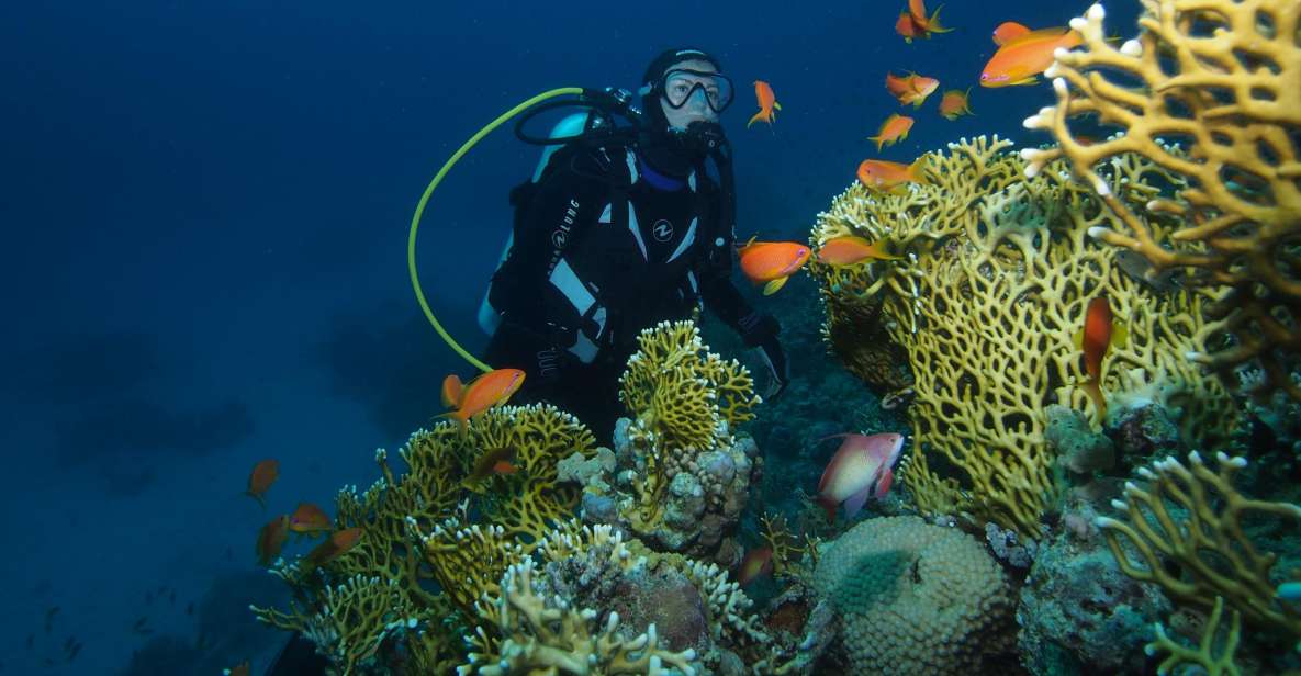 Tenerife: Full-Day The Best Dives for Certified Divers - Underwater Biodiversity Exploration