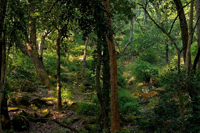 The Jungle Adventure - Preparing for the Jungle Exploration