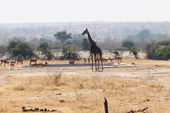 Ultimate Safari to Pilanesberg National Park From Johannesburg - Wildlife Encounters in Pilanesberg