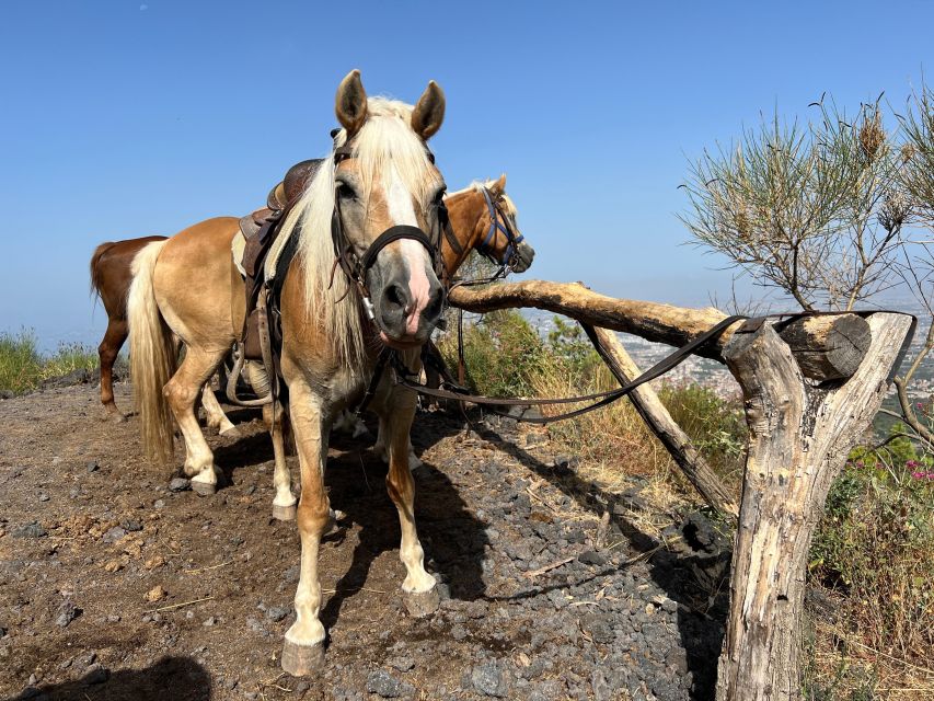 Vesuvius Horseback Riding With Tasting - Private Tour - Experience Highlights