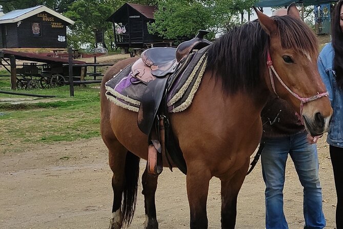 Visit a Farm and Horseback Riding in Nature - Horseback Riding Experience Details