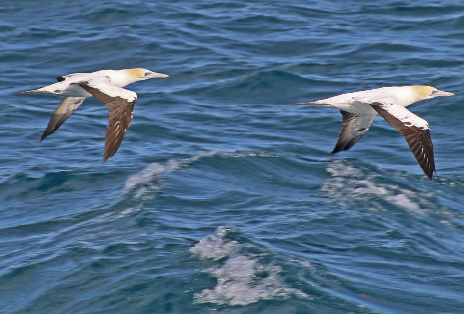 Welshpool: Wilsons Promontory Nature and Wildlife Day Cruise - Experience Highlights