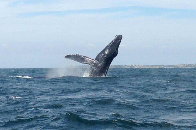 Whale Watching and Snorkeling in Marietas Islands National Park - Island Exploration Details