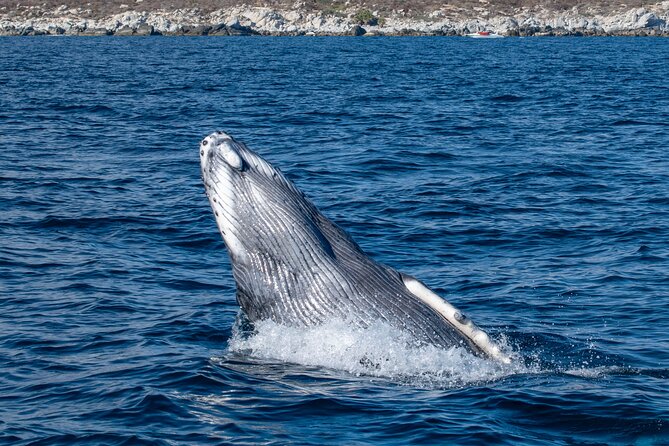 Whale Watching & Snorkeling Combo in Los Cabos With Photos Included - Customer Support Details