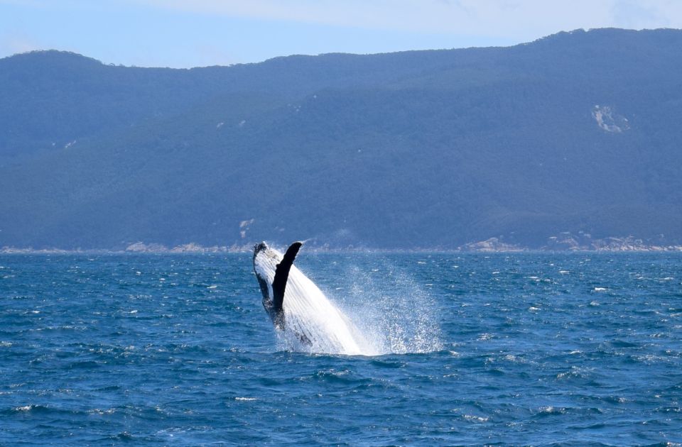 Wilsons Promontory: Whale Spotting Cruise With Lunch - Activity Duration and Language