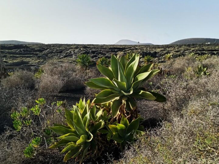 Winetourism in Lanzarote: the First Vineyards in Masdache - Tour Description