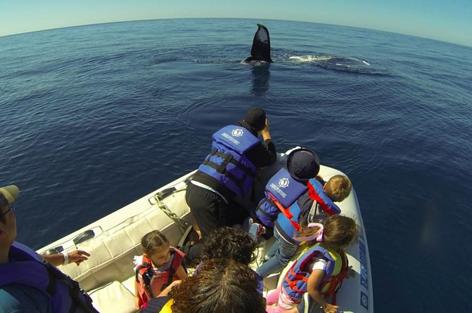 Zodiac Whale-Watching Adventure in Los Cabos - Additional Information and Policies