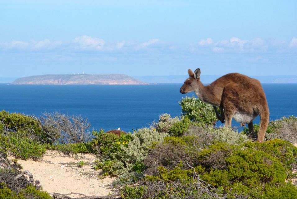 3-Day Yorkes Peninsula Coastal Wilderness Tour From Adelaide - Key Points